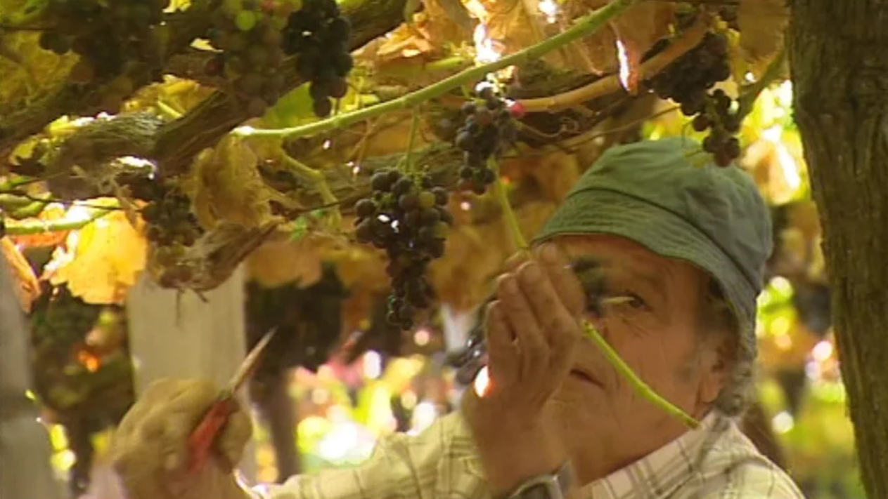 Vindimas na Madeira