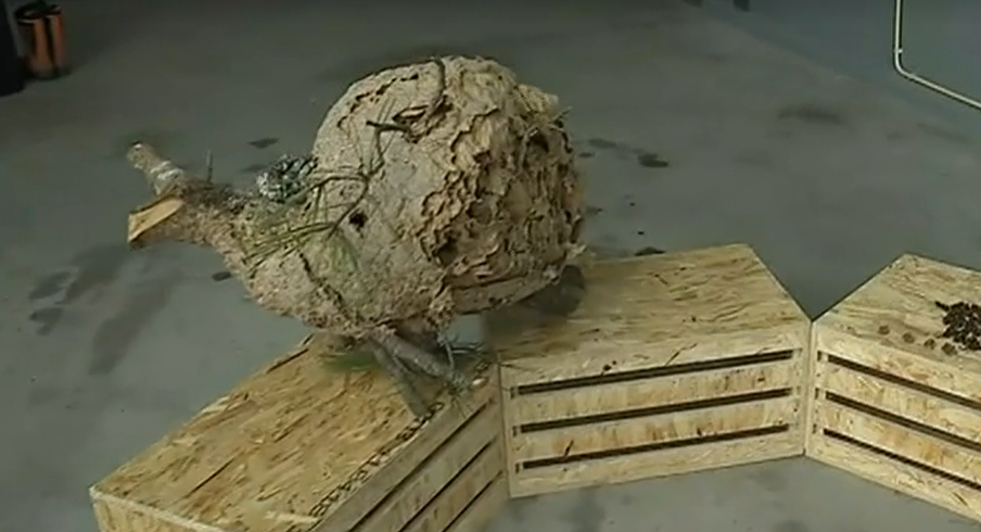 Vespa Asiática em Montemor-o-Velho