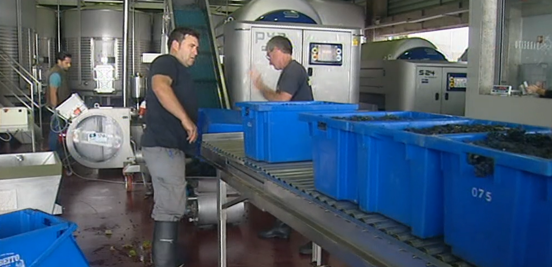 Produção de Vinho na Madeira