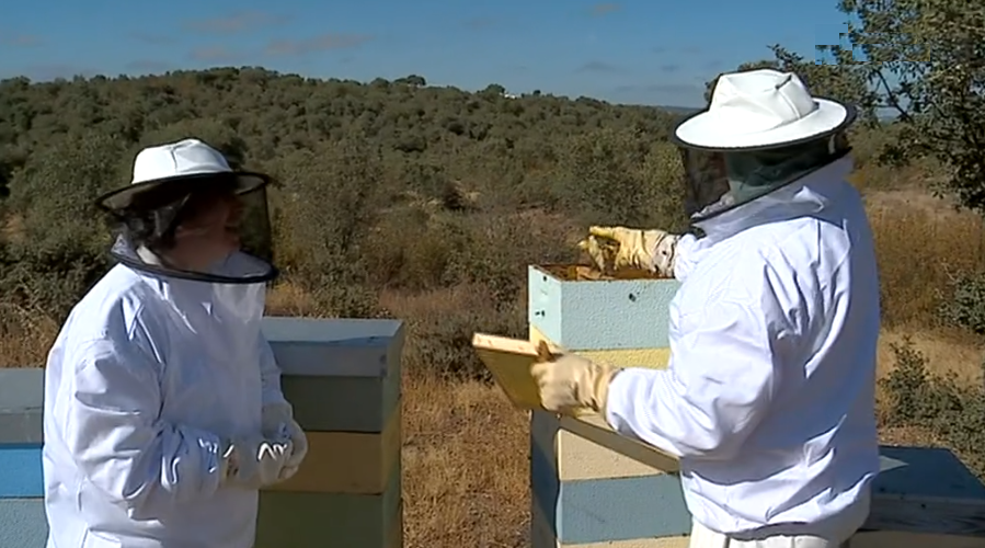 Produção de mel no Alentejo I