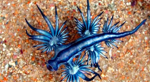 Molusco “Dragão Azul” nos Açores