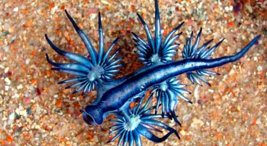 Molusco “Dragão Azul” nos Açores