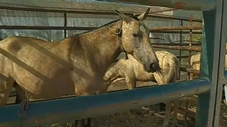 1ª Edição da Feira Equestre e Agrícola em Nisa