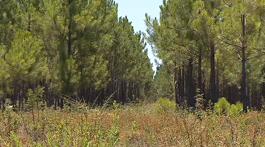 Aprovação da reforma florestal