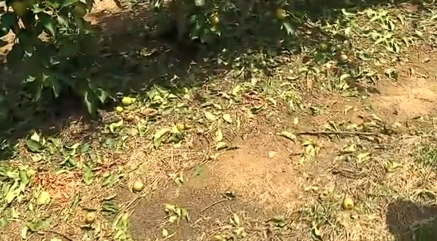 Queda de granizo afeta produção de maçã