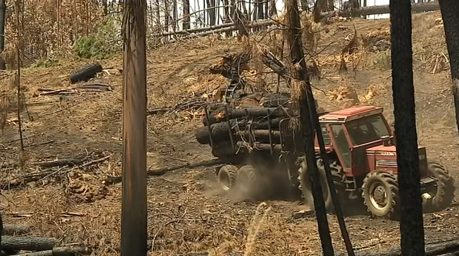 Preço da madeira após incêndios florestais
