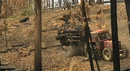 Preço da madeira após incêndios florestais