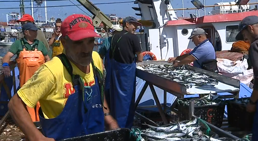 Pesca da sardinha em Portugal e Espanha