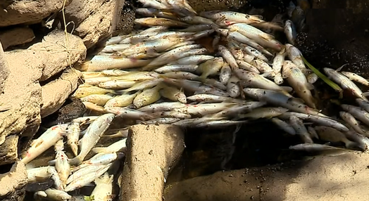 Autoridades investigam morte de peixes no rio Frechas