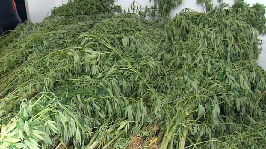 Apreensão de cannabis na Madeira