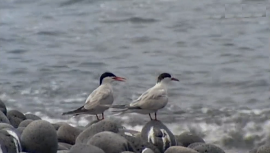 Aumento de garajaus no Faial
