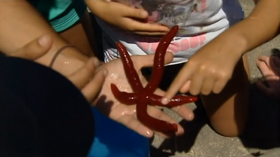 Programa “Verão no Parque” no Faial