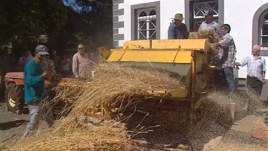 Debulha do trigo na Madeira