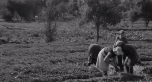 O Solo Agrícola e a Urbanização