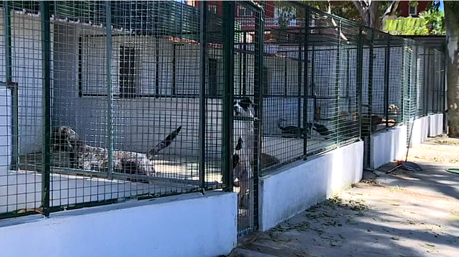 Nova lei para a venda e compra de animais