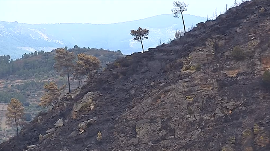 Área ardida em Portugal