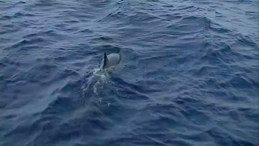 Observação de cetáceos nos Açores