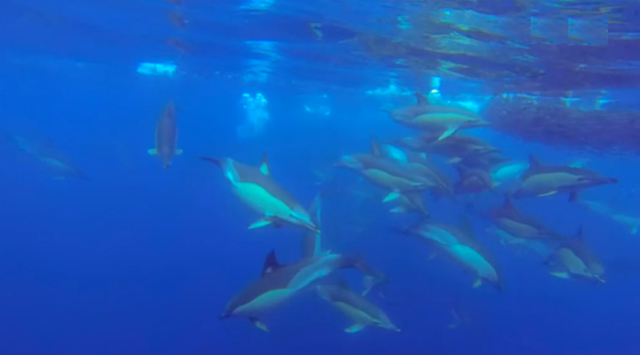Observação de Cetáceos nos Açores