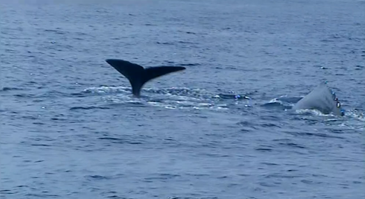 Observação de cetáceos nos Açores