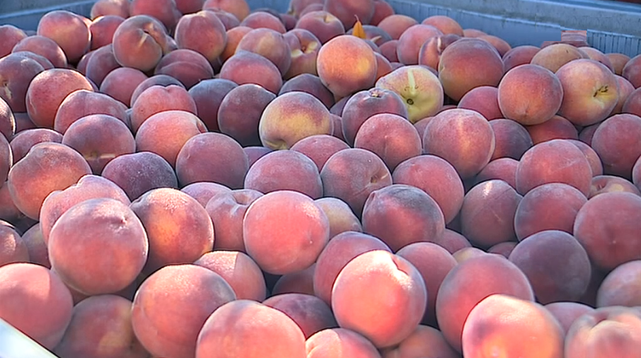 Pêssego da Cova da Beira