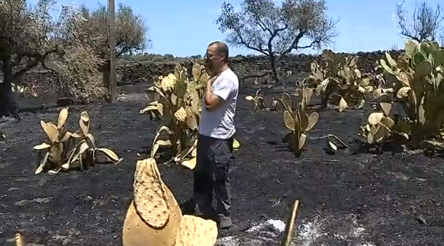 Prejuízos causados pelo incêndio florestal em Nisa