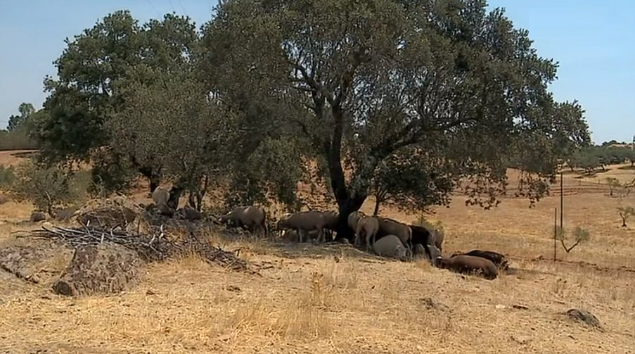 Seca no Alentejo