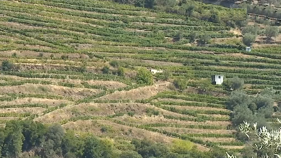 Muros do Douro Vinhateiro sem apoios para recuperação