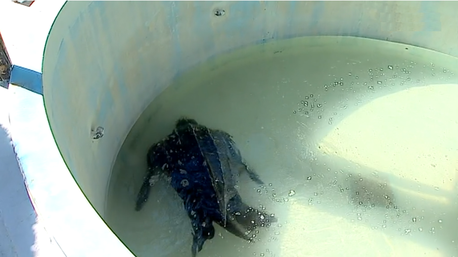 Zoomarine tenta salvar tartaruga gigante