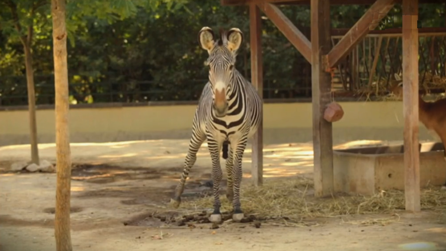 Nascimento de zebra no Zoo de Lisboa