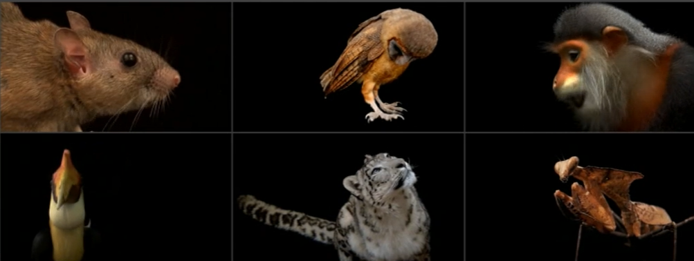 Exposição Photo Ark