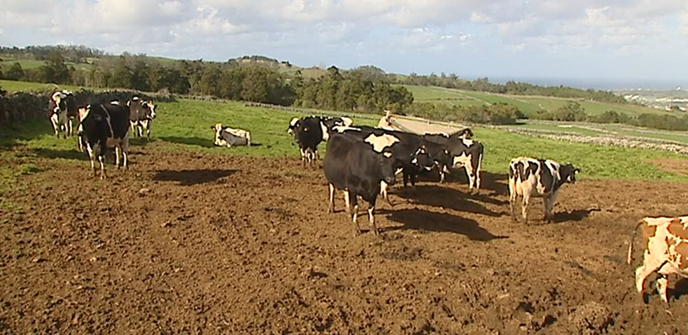 Inseminação Artificial de Bovinos