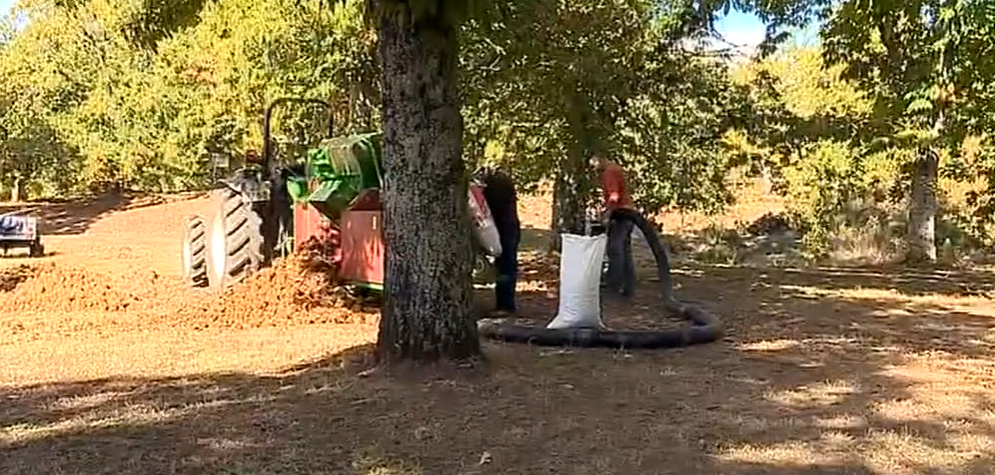 Apanha de castanhas em Bragança