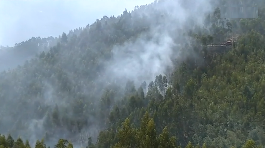 Incêndio florestal em Penacova