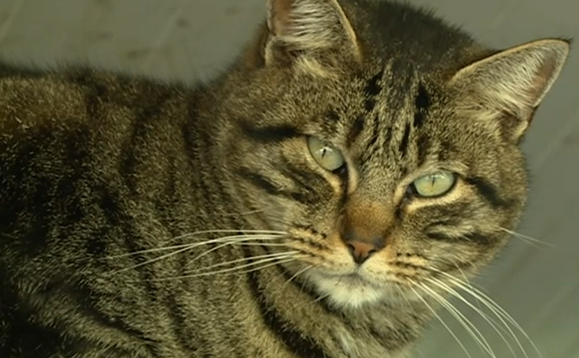 Canil da Associação Selva dos Animais Domésticos