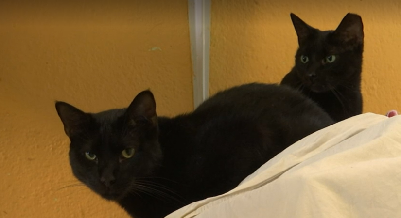 Esterilização a gatos de rua