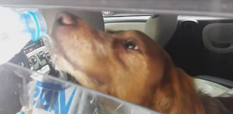 Intervenção e Resgate Animal