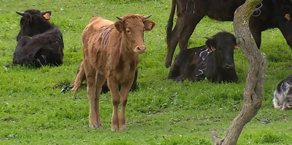 Negócio das ganadarias