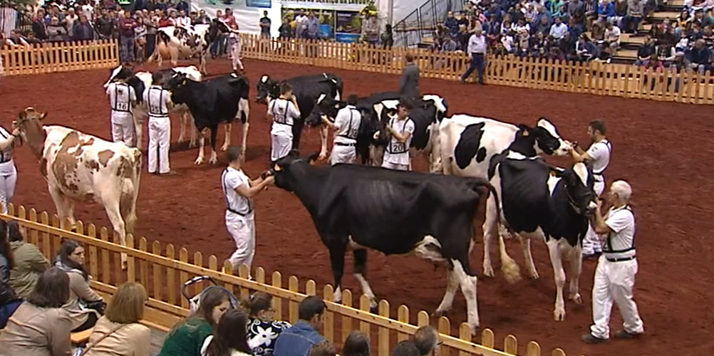 Concurso Vacas Leiteiras