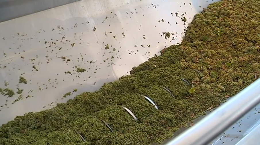 Vindimas antecipadas em Borba II