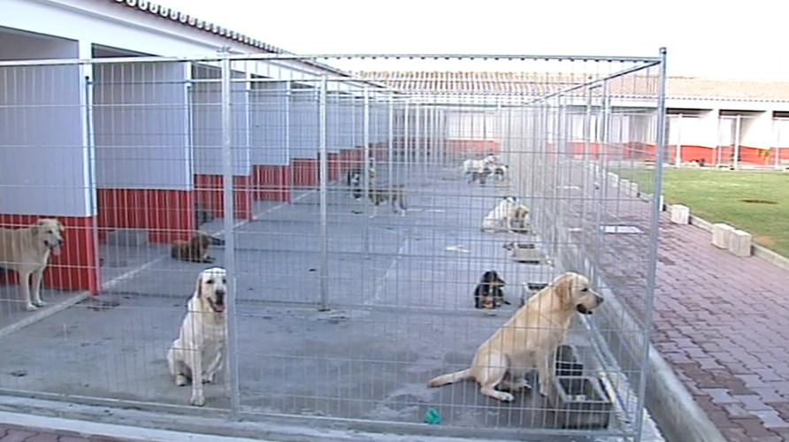 Inauguração da “Casa dos Animais” na Ribeira Grande