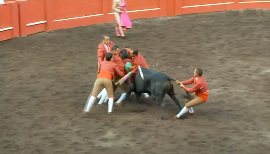 Feira Taurina na Ilha Graciosa