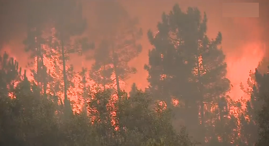 Incêndios florestais na Sertã e Cantanhede