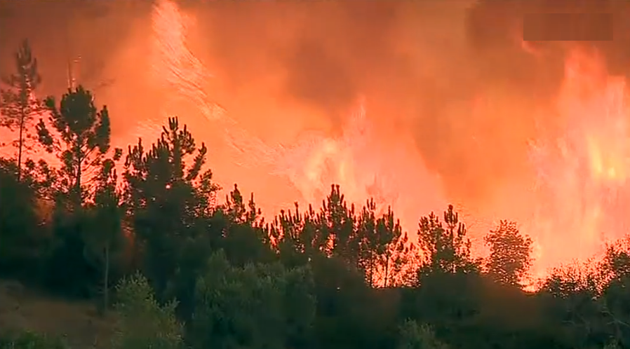 Incêndio florestal em Cantanhede