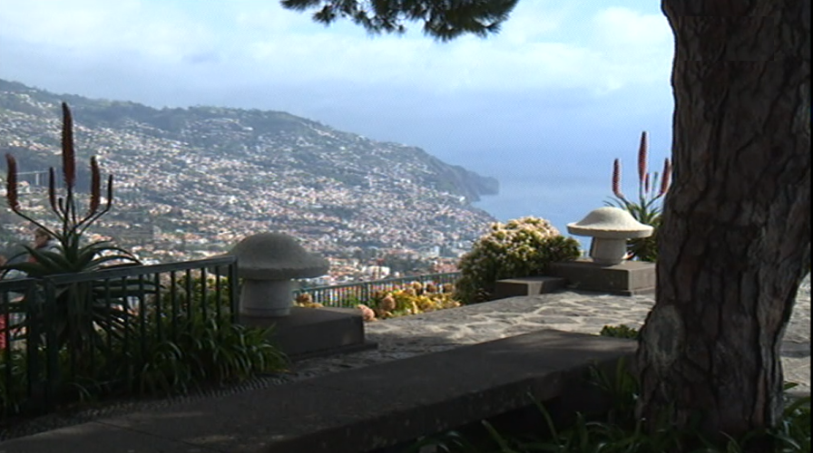 Seguros no caso da queda de árvore no Monte