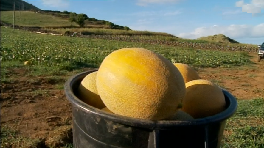 Meloa da Ilha Graciosa