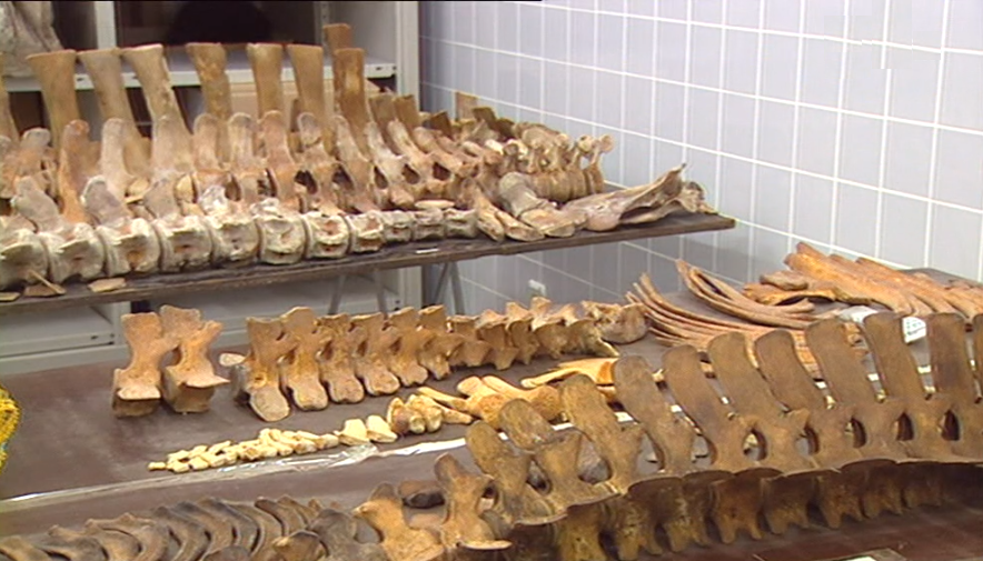 Estudo de cetáceos no Museu da Baleia