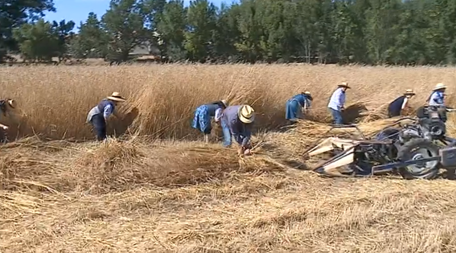 Festa do Pão em Penhaforte