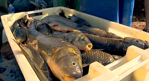 Peixes retirados de albufeiras no Alentejo