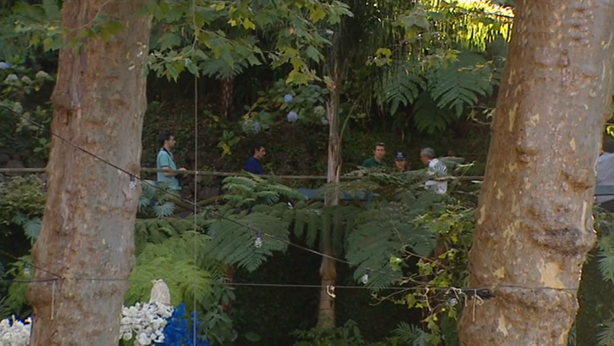 Peritos fazem testes de resistência da árvore tombada