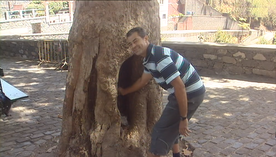 Moradores do Monte pedem intervenção nas árvores